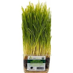 Wheat Grass Organic - Each