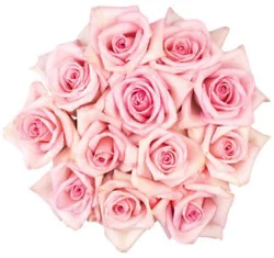 Overjoyed Boutique Color Rose Bunch Dozen - 12 Stem