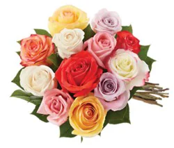 Overjoyed Boutique Rose Rainbow Guar 12 Stem - Each
