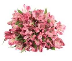 Signature Select Alstroemeria - Each (Colors May Vary)