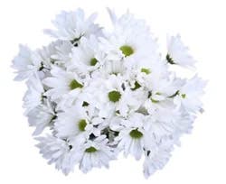 Signature Select Poms - Each (Colors May Vary)