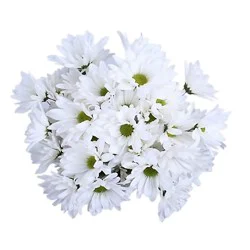 Signature Select Poms - Each (Colors May Vary)