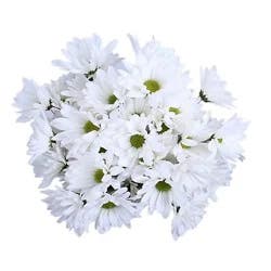 Signature Select Poms - Each (Colors May Vary)