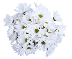 Signature Select Poms - Each (Colors May Vary)