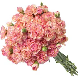 Signature Select Mini Carnations - Each (Color May Vary)