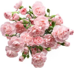 Signature Select Mini Carnations - Each (Color May Vary)