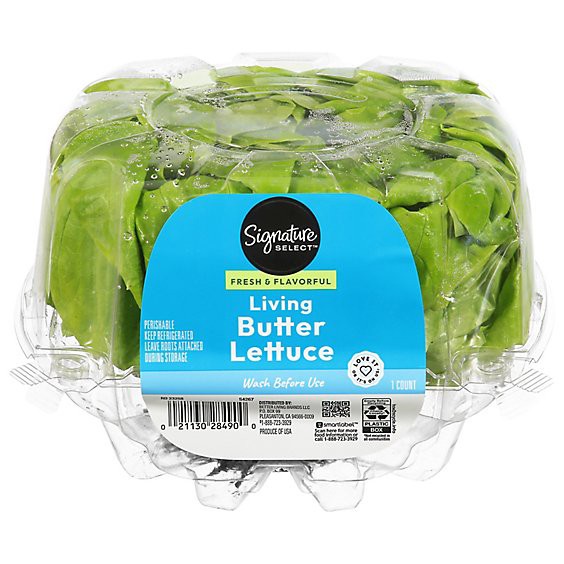slide 1 of 1, Signature Select/farms Living Butter Lettuce 1 Count, 1 ct
