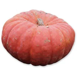 Cinderella Pumpkin Medium/large - Weight Between 12-23 Lb
