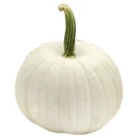 White Pumpkin Medium - Weight Between 6 - 10 Lb