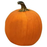 Orange Pumpkin Regular/small - Weight Between 8-10 Lb