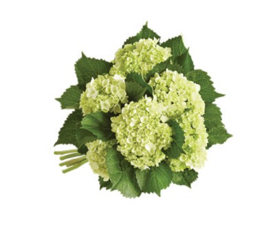 slide 1 of 1, Overjoyed Boutique Hydrangea Mini Green - Each, 5 ct