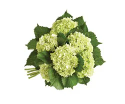 Overjoyed Boutique Hydrangea Mini Green - Each
