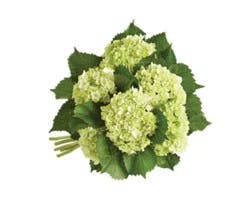 Overjoyed Boutique Hydrangea Mini Green - Each