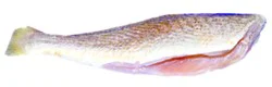 Fish Croaker Whole Previously Frozen - .75 Lb