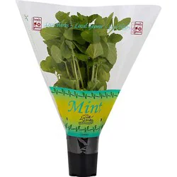 Potted Living Mint - Each