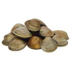 Fresh Littleneck Clams - 1 Lb