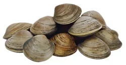 Littleneck Clams Fresh - 1 Lb
