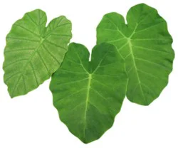 Taro Leave Kahuku Brand Prepacked - 1 Lb