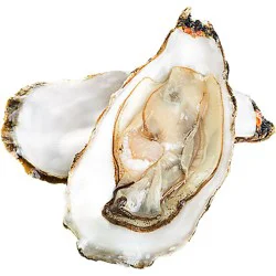 Service Case Gulf Oysters 1 Ct