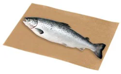 Fish Salmon Atlantic Whole Color Added Fresh Service Case - 2 Lb
