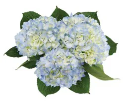 Overjoyed Boutique Hydrangea Blue - 3 Stem
