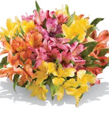 Alstroemeria Bunch - Warm