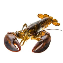 Lobster Live Service Case - 1.25 Lb