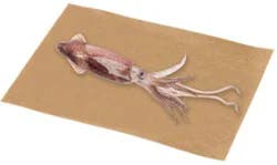 Fresh Whole Squid Service Case - 2.75 Lb