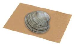 Topneck Clam 1 Oz Fresh 1 Count - Each