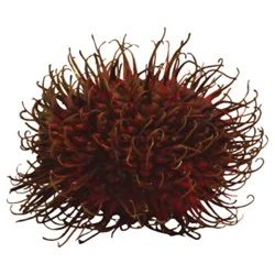 Rambutan - 8 Oz