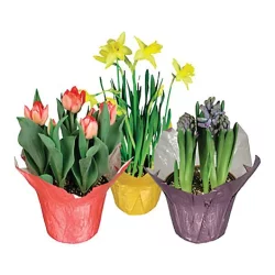 Garden Bulbs 6 Inch - Colors May Vary
