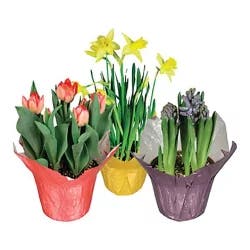 Garden Bulbs 6 Inch - Colors May Vary