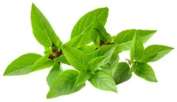 Thai Basil - .66 Oz