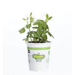 Bonnie Plants Sugar Ann Snap Peas