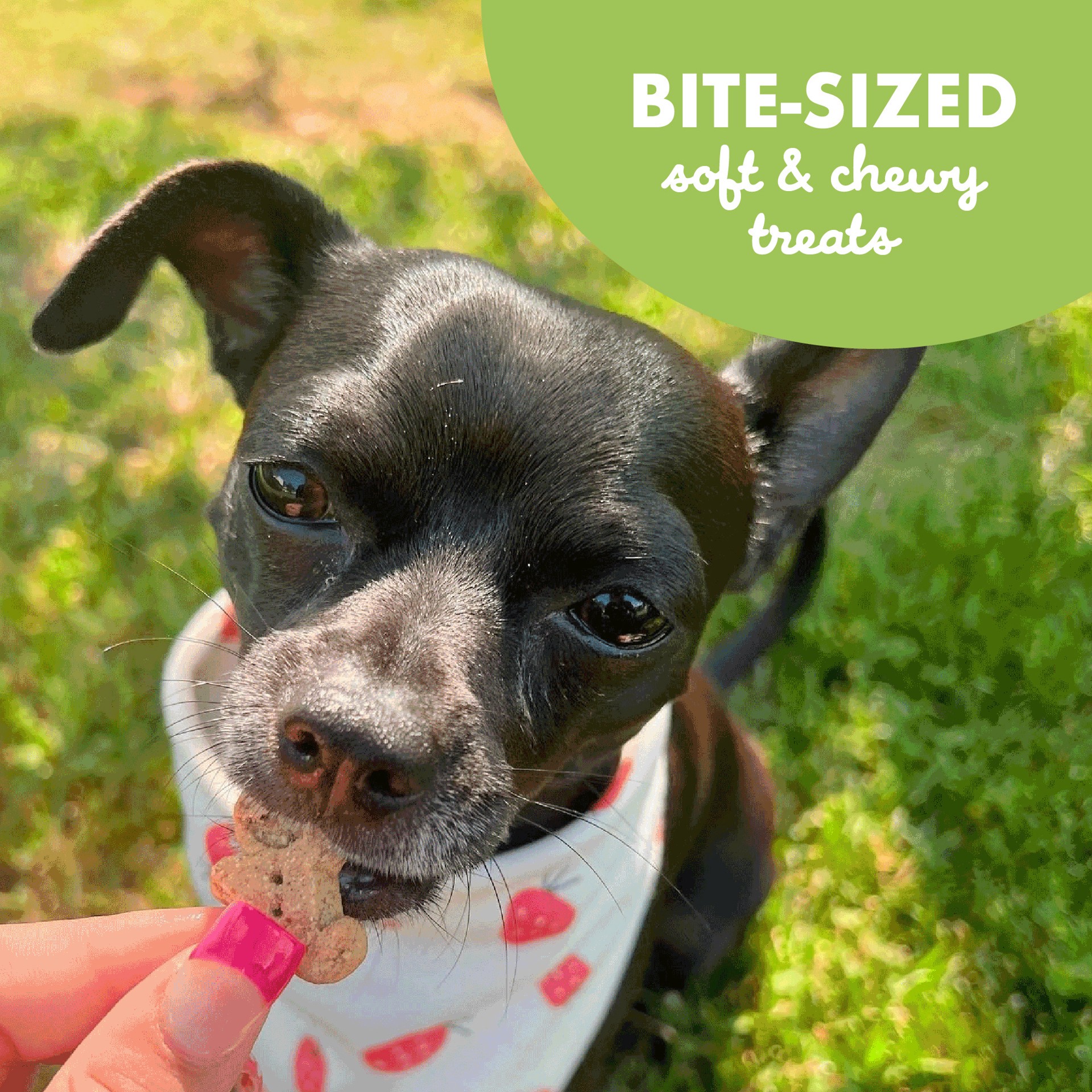 slide 5 of 9, Cloud Star Buddy Biscuits Treats For Dogs, Original Soft & Chewy, Roasted Chicken Flavor, 6 oz