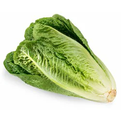 Lettuce