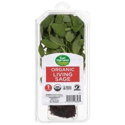 Sun Harvest Organic Sage