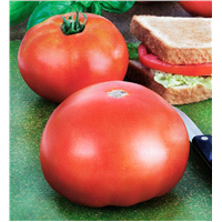 slide 3 of 5, Bonnie Plants Tomato - Parks Whopper, 19.3 oz