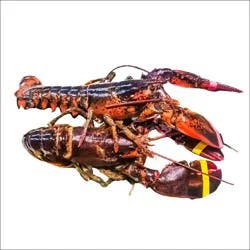 Shell Fish-Lobs Live Lobster