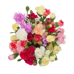 Mini Carnation Grande, Bunch