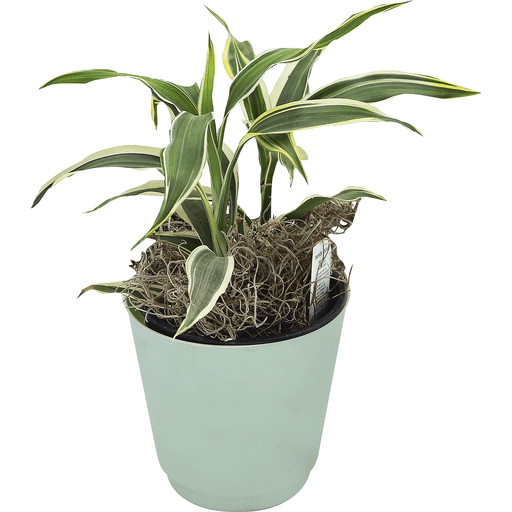slide 2 of 2, Westbrook Floral 4 Inch Potted Mixed Foliage, 1 ct
