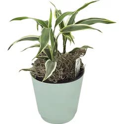 Westbrook Floral 4 Inch Potted Mixed Foliage