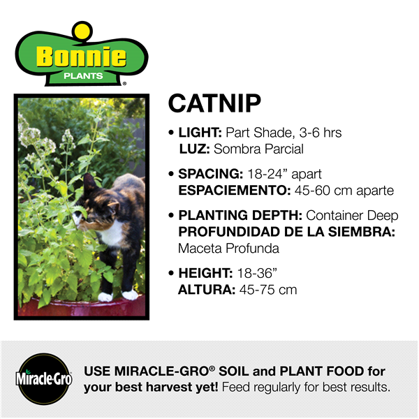 slide 9 of 9, Bonnie Plants  Catnip, 19.3 oz