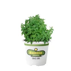 Bonnie Plants Catnip