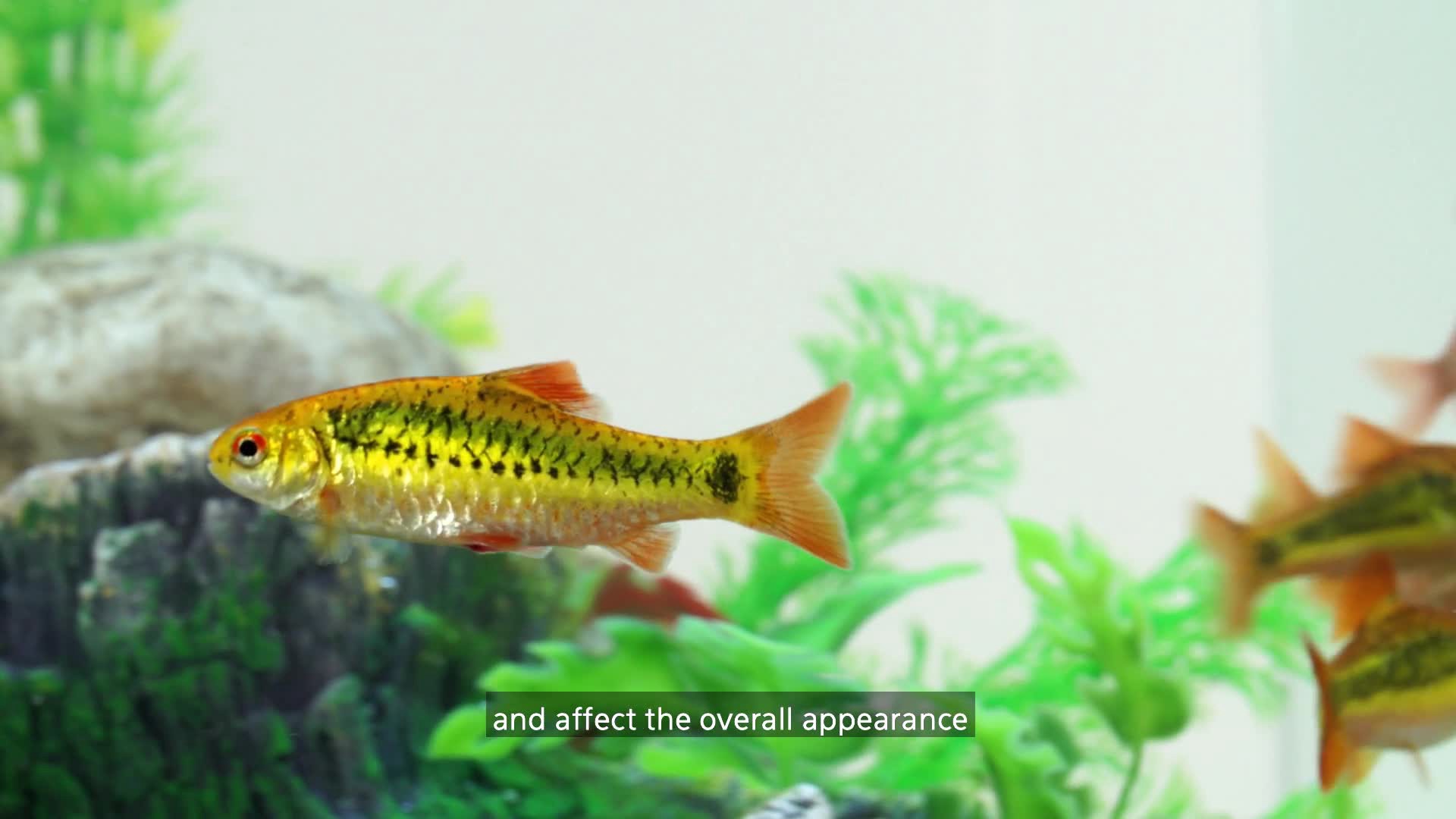 slide 2 of 10, Coralife Biocube Ultraviolet Sterilizer Mini, 5 Watt UV Lamp, 1 ct