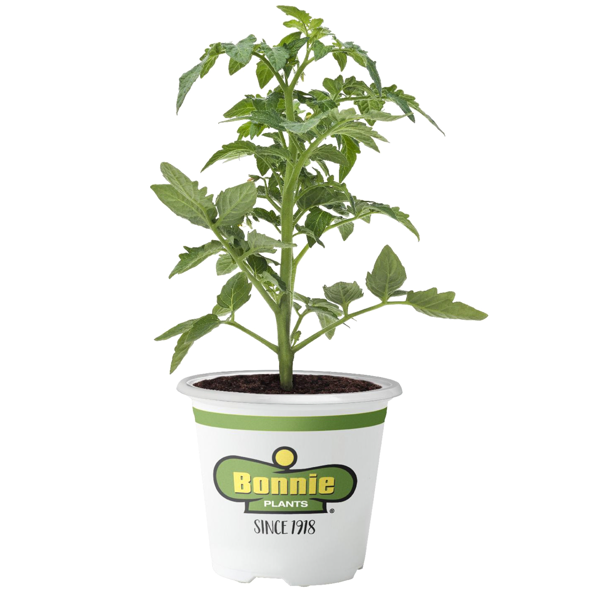 slide 1 of 5, Bonnie Plants  Tomato Golden Jubilee, 19.3 oz