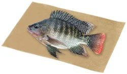 Tilapia Whole Fresh - 1 Lb