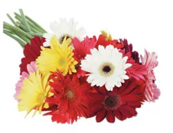 Gerbera Daisy 5 Stem - Each (Colors May Vary)