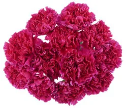 Signature Select Carnations - Each (Colors May Vary)