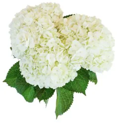 Overjoyed Boutique Hydrangea - 3 Stem